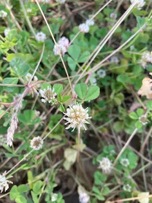 Ak Üçgül (Trifolium repens) ve Arıcılıkta Bal Verimi: Teknik İnceleme — Polinasyon blog kapak görseli