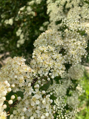 Ateş Dikeni (Pyracantha) ve Arıcılıkta Nektar Verimi: Teknik İnceleme — Polinasyon blog kapak görseli