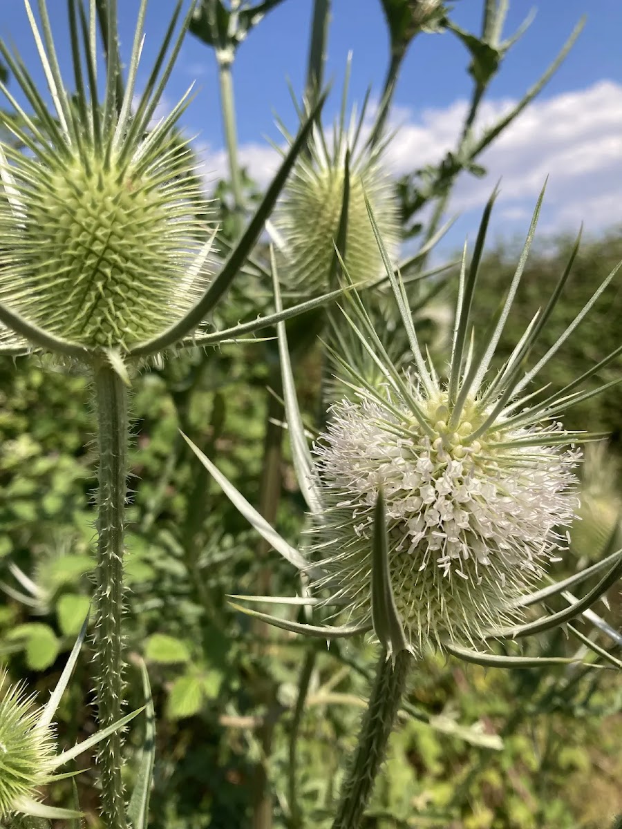 Doğanın Dikenli Bekçisi: Çadırdikeni (Dipsacus fullonum) – Arıcılık ve Alternatif Tıptaki Yeri — Polinasyon blog kapak görseli
