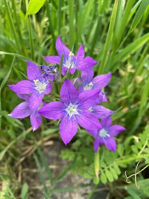 Çan Çiçeği (Campanula) ve Arıcılıkta Flora Yönetimi: Teknik İnceleme — Polinasyon blog kapak görseli