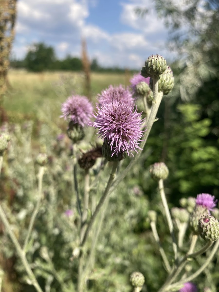 Çayır Dikeni (Cirsium): Simav Florasında Arıcılık ve Biyolojik Verimlilik — Polinasyon blog kapak görseli