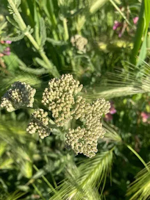 Civan Perçemi (Achillea millefolium) ve Arıcılıkta Teknik Kullanımı — Polinasyon blog kapak görseli