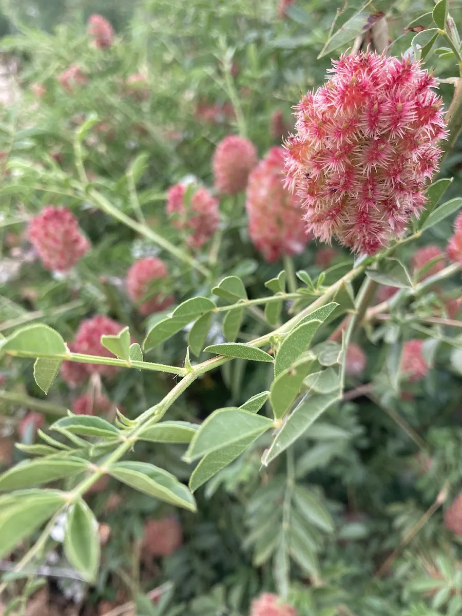 Simav'ın Pembe Küreleri: Dikenli Meyankökü (Glycyrrhiza echinata) ve Alternatif Tıptaki Yeri — Polinasyon blog kapak görseli