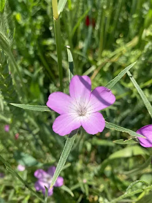 Ekinkırkı (Agrostemma githago) ve Arıcılıkta Flora Yönetimi — Polinasyon blog kapak görseli