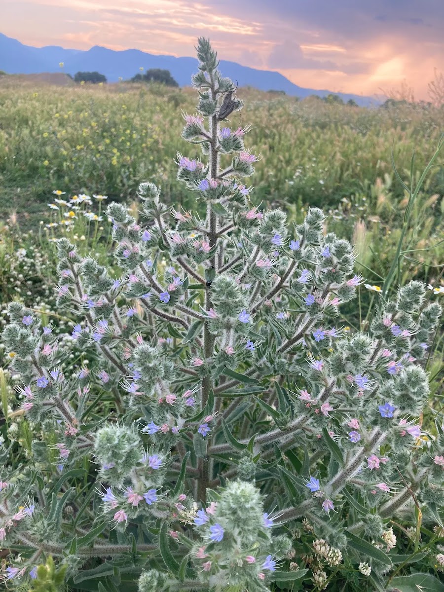 Dünyanın En Güçlü Nektar Şampiyonu: Engerek Otu (Echium vulgare) — Polinasyon blog kapak görseli