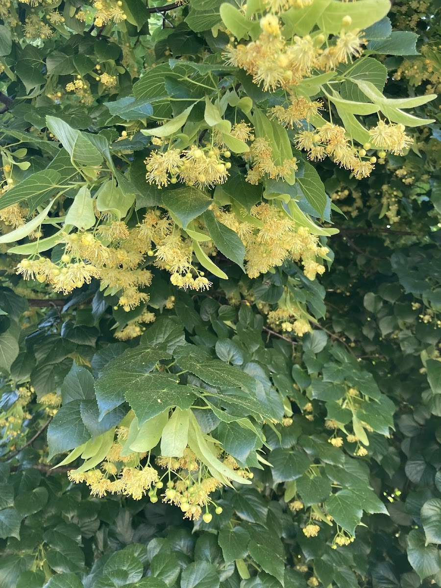 Ihlamur (Tilia) Ağacı: Arıcılıkta Verimlilik ve Doğal Şifa — Polinasyon blog kapak görseli