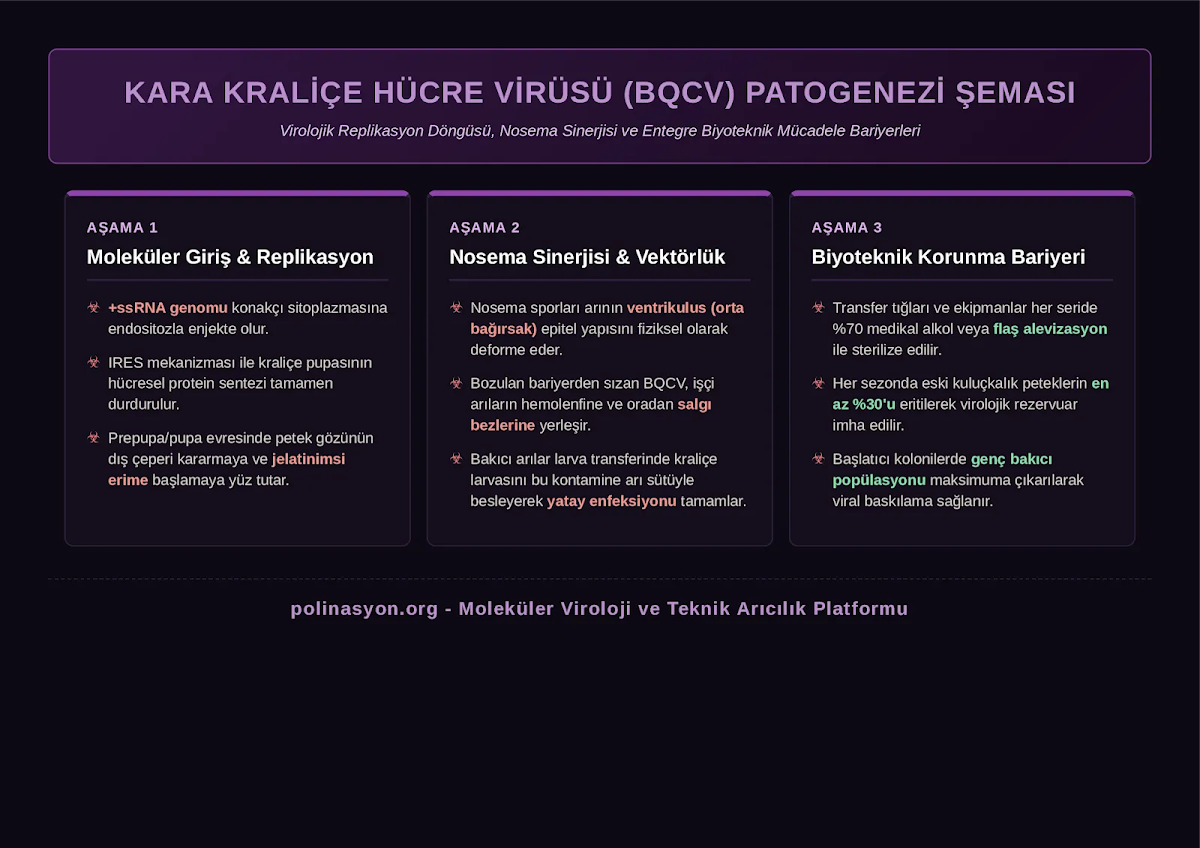 Kara Kraliçe Hücre Virüsü (BQCV) Patogenezi: Moleküler Replikasyon, Epizootiyoloji ve Entegre Biyoteknik Korunma Protokolleri — Polinasyon blog kapak görseli