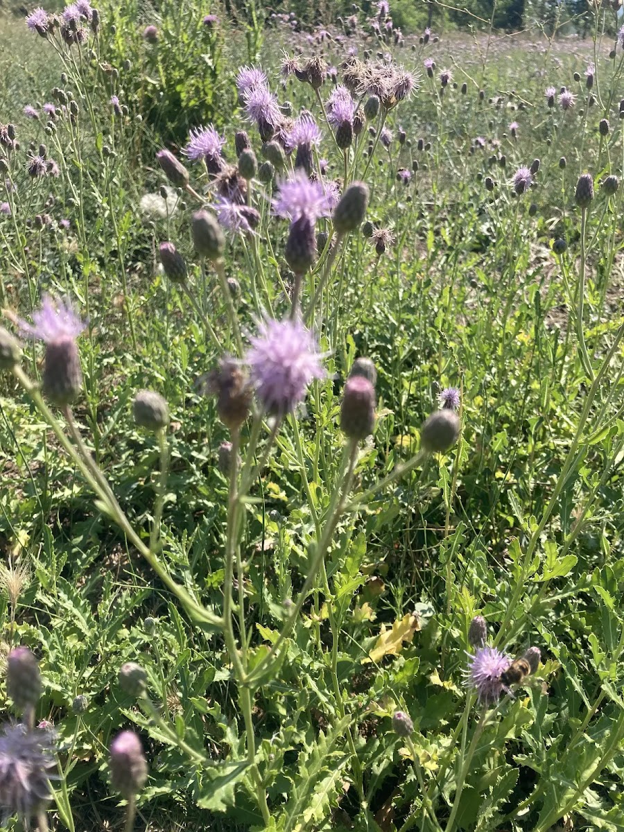 Köygöçüren (Cirsium arvense) – Arıcılık ve Alternatif Tıptaki Yeri — Polinasyon blog kapak görseli