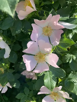 Kuşburnu (Rosa canina) ve Arıcılıkta Polen Verimi: Teknik İnceleme — Polinasyon blog kapak görseli