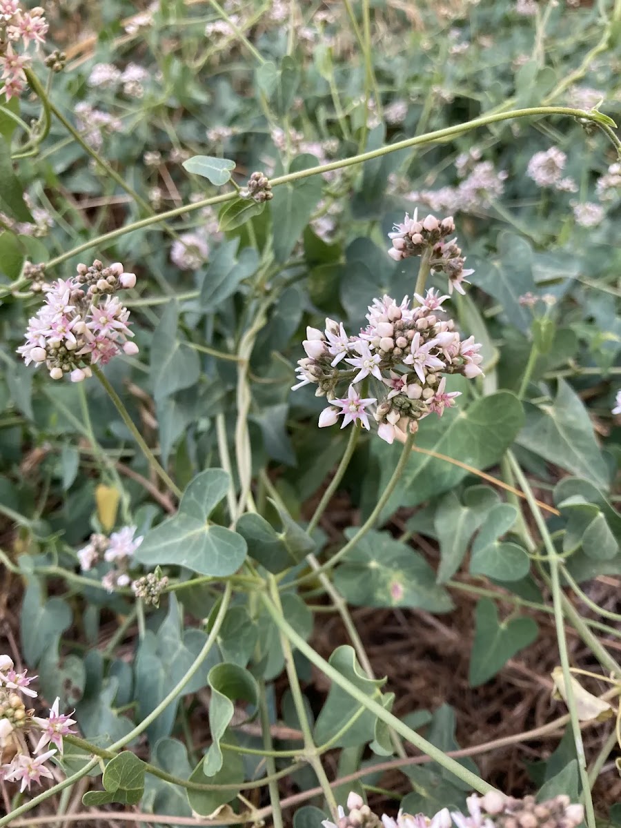 Loğusa Otu (Aristolochia): Tehlikeli Bitki Arıcılık ve Alternatif Tıp Uyarıları — Polinasyon blog kapak görseli