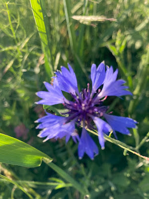 Mavi Kantaron (Centaurea cyanus) ve Bal Arılarında Nektar Dinamikleri — Polinasyon blog kapak görseli
