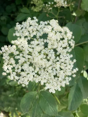 Mürver (Sambucus nigra) ve Arıcılıkta Polen Verimi: Teknik İnceleme — Polinasyon blog kapak görseli