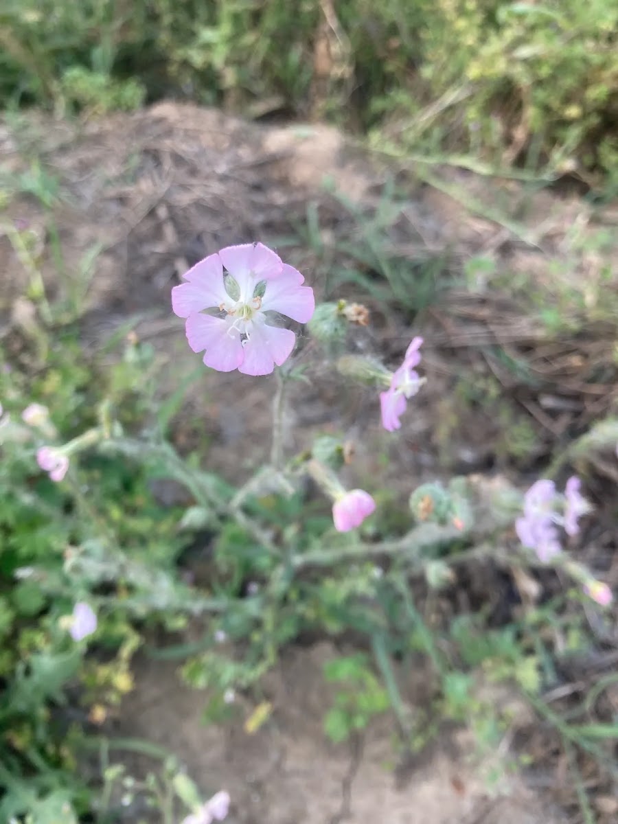 Yayla Ballarının Gizli Aroması: Nakıl Çiçeği (Silene) ve Polen Değeri — Polinasyon blog kapak görseli
