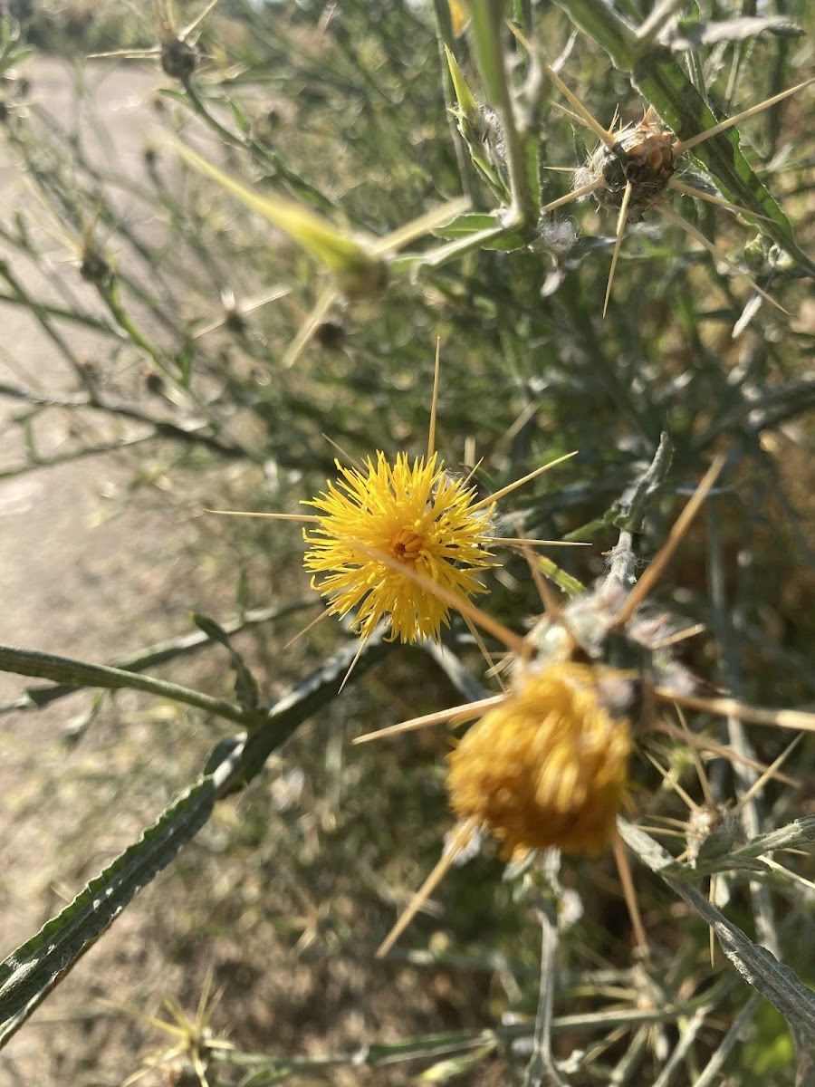 Sarı Dikeni (Centaurea): Arıcılık ve Biyolojik Savunma — Polinasyon blog kapak görseli