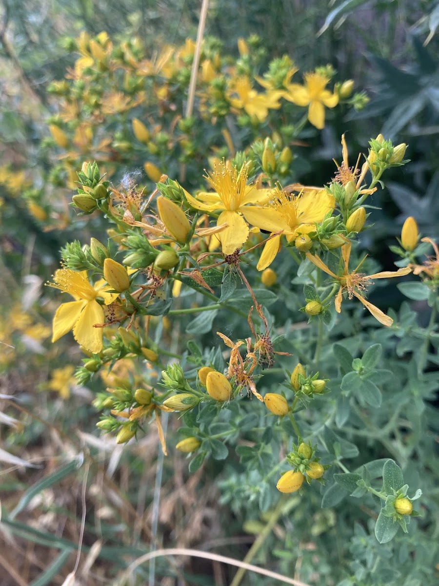 Sarı Kantaron (Hypericum): Simav Florasında Arıcılık ve Doğal Şifa — Polinasyon blog kapak görseli