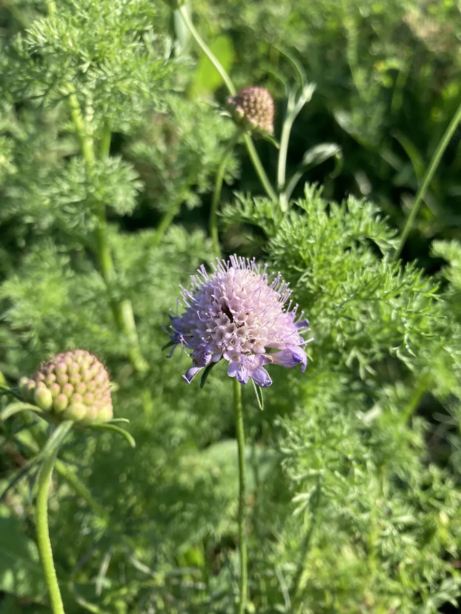 Scabiosa (Uyuzotu) Nedir? Simav Florası, Arıcılık ve Şifa — Polinasyon blog kapak görseli