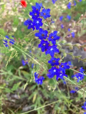 Sığır Dili (Anchusa azurea) ve Arıcılıkta Nektar Verimi: Teknik İnceleme — Polinasyon blog kapak görseli