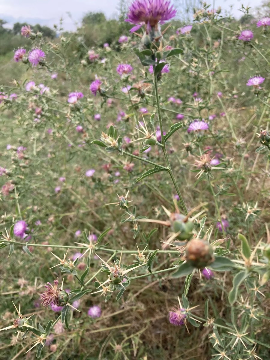 Çakır Dikeni (Centaurea calcitrapa) ve Doğanın Direnci — Polinasyon blog kapak görseli