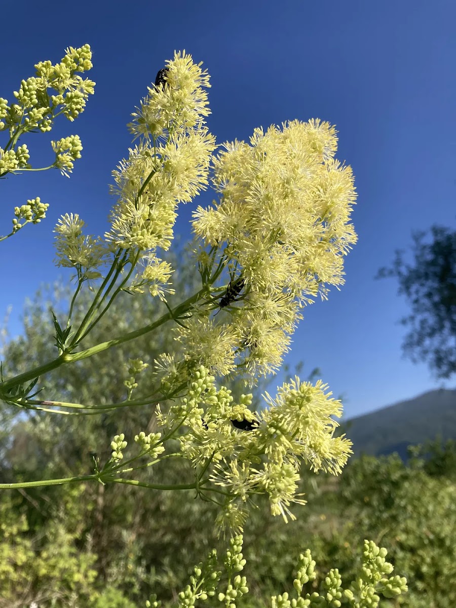 Sarı Senfoni: Çayır Sedefi (Thalictrum) ve Doğanın Estetiği — Polinasyon blog kapak görseli