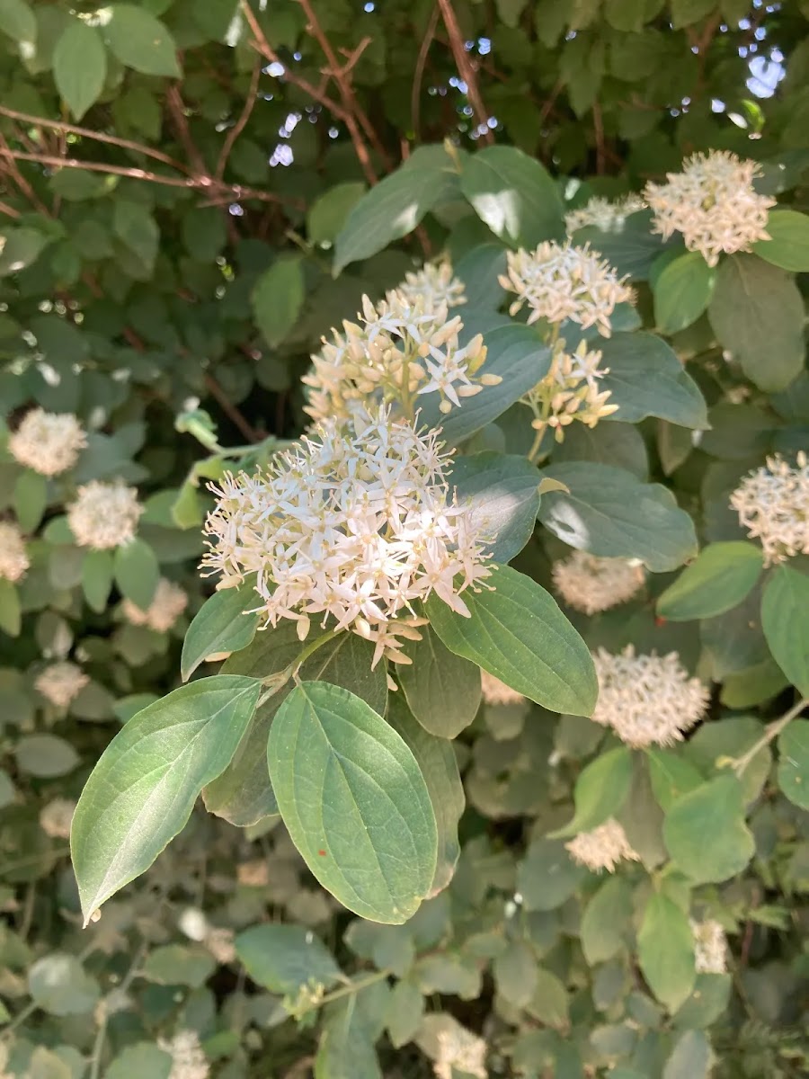 Simav Florasının Gizli Şifası: Ak Kızılcık (Cornus alba) ve Arıcılık — Polinasyon blog kapak görseli