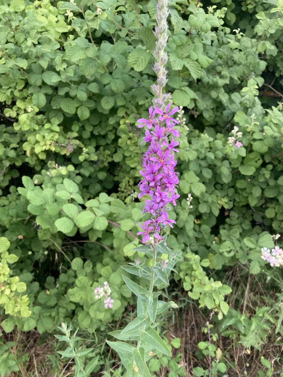 Kızılkanat (Lythrum salicaria) ve Doğanın Arı Bahçesi — Polinasyon blog kapak görseli