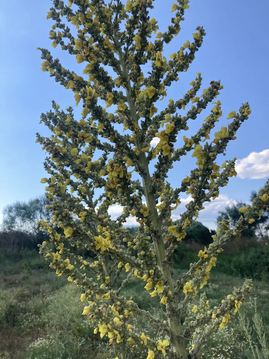 Altın Kandil: Sığırkuyruğu (Verbascum) ve Doğanın Şifası — Polinasyon blog kapak görseli