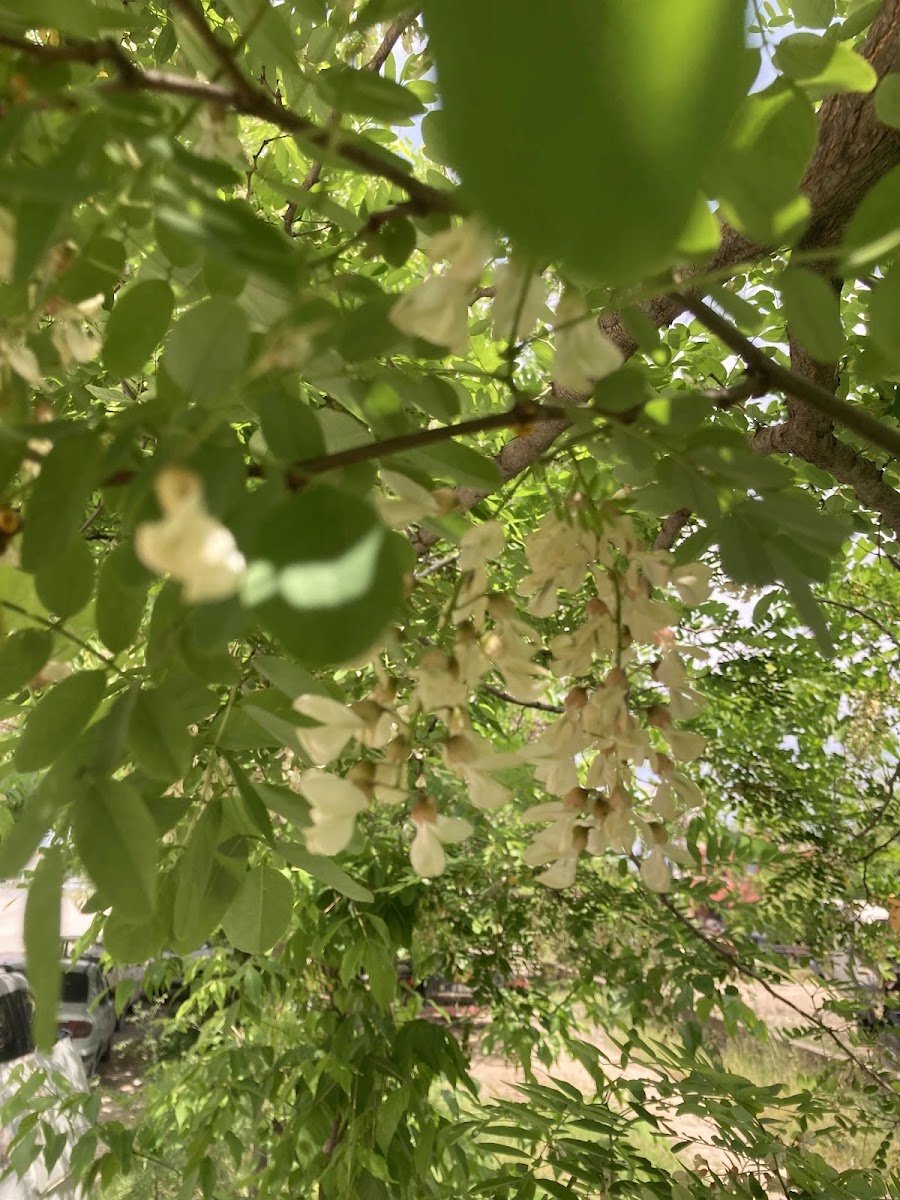 Simav ve Akdağ Florasında Akasya Türleri: Arıcılıkta Yüksek Rekolte İçin Beyaz ve Pembe Akasya Analizi — Polinasyon blog kapak görseli