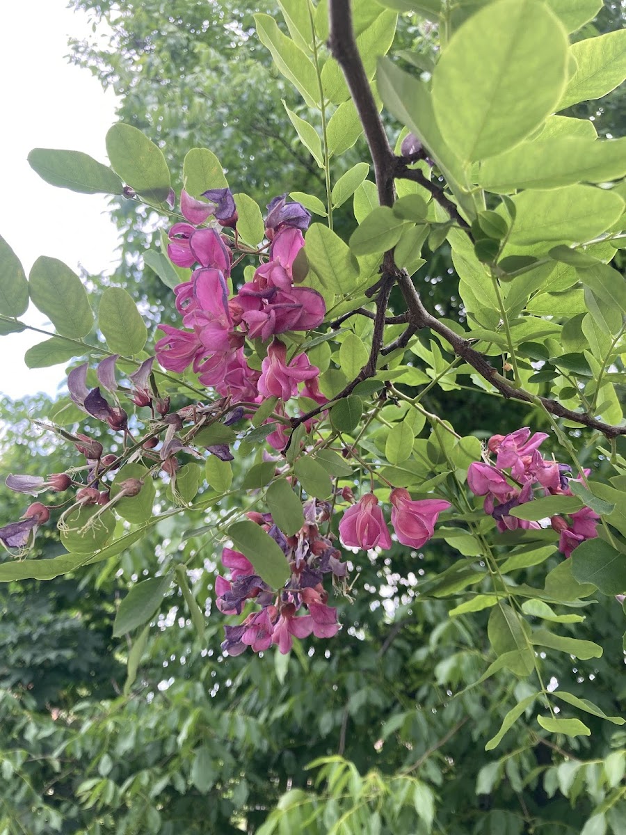 sus-bitkisi-pembe-cicekli-yalanci-akasya-agaci