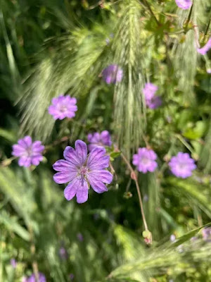 Turnagagası (Geranium) ve Arıcılıkta Flora Yönetimi — Polinasyon blog kapak görseli