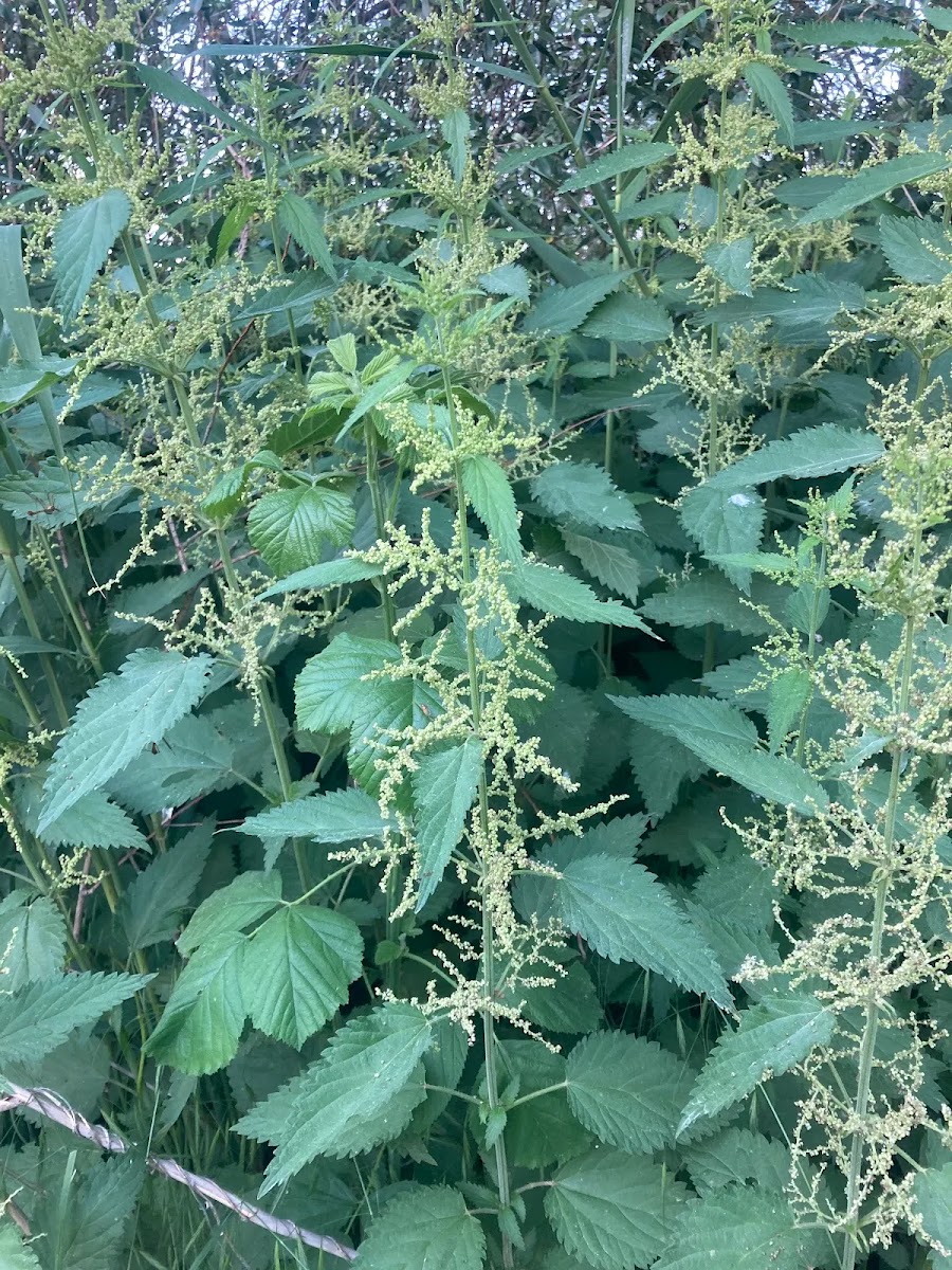 Meraların Görünmez Şifacısı: Büyük Isırgan Otu (Urtica dioica) — Polinasyon blog kapak görseli