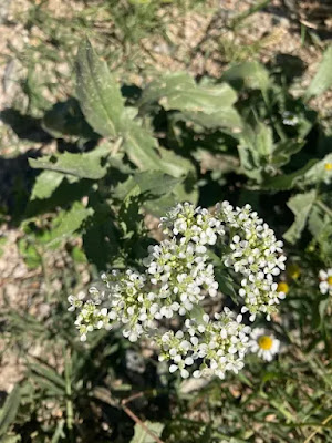 Yaban Hardalı (Brassicaceae) ve Arıcılıkta Erken Dönem Besleme — Polinasyon blog kapak görseli