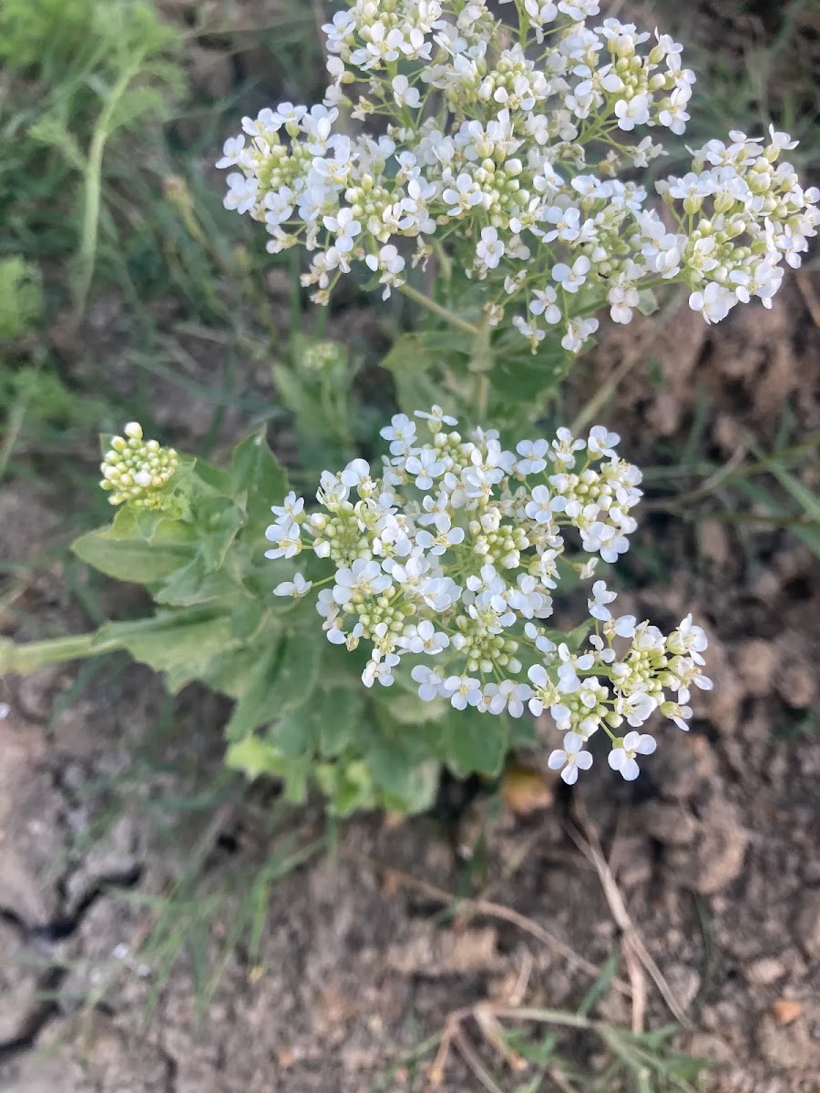 Erken Baharın Polen Deposu: Yaban Teresi (Lepidium draba) — Polinasyon blog kapak görseli