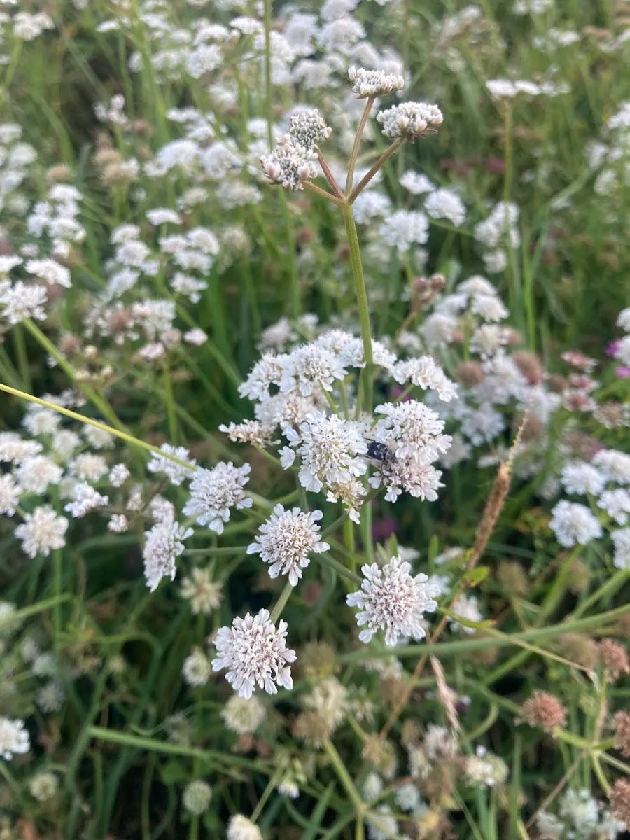 Meraların Tıbbi Şemsiyeleri: Yabani Maydanozgiller (Apiaceae) ve Arıcılık Değeri — Polinasyon blog kapak görseli