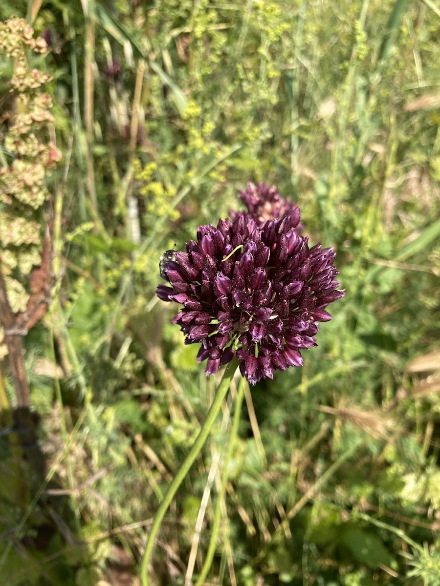 Yabani Soğan (Allium): Arıcılıkta Bal Verimliliği ve Fitoterapi — Polinasyon blog kapak görseli