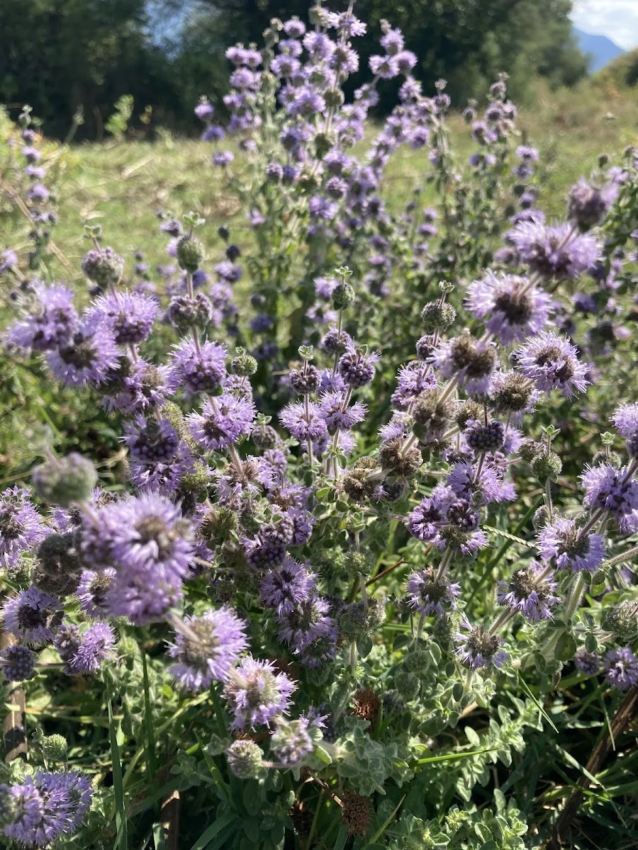 Yarpuz (Mentha pulegium) ve Nane Türleri: Arıcılık ile Fitoterapideki Önemi — Polinasyon blog kapak görseli